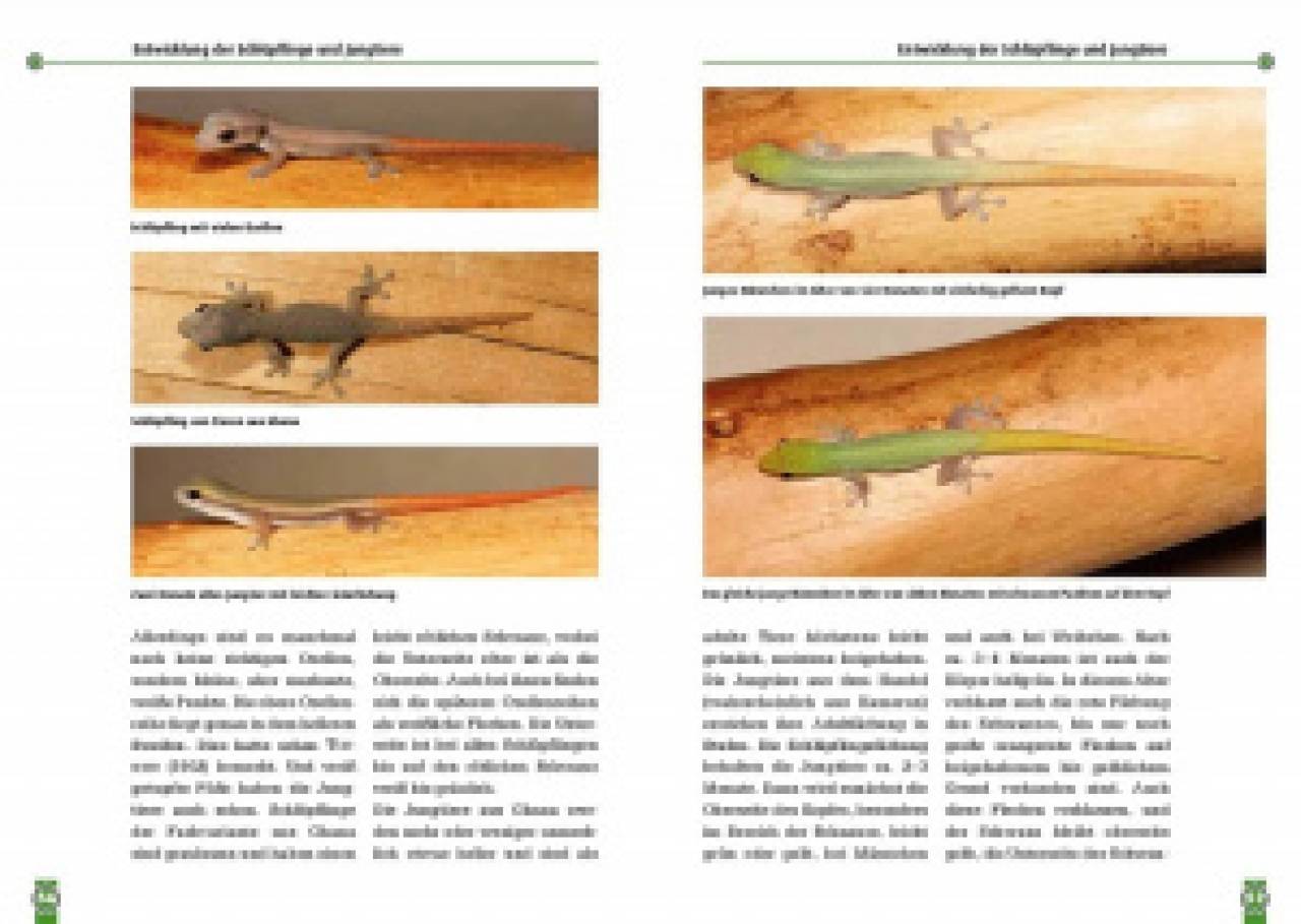 Conraus Zwergtaggecko